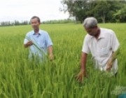 Gạo sạch Vị Thủy được phân hạng